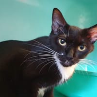 MAUVE CHA, chatte à adopter