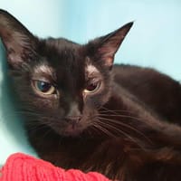 LAVANDE CHA, chatte à adopter