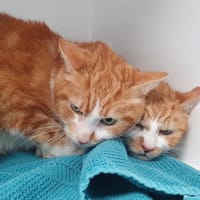 JUPITER CHA, chat à adopter
