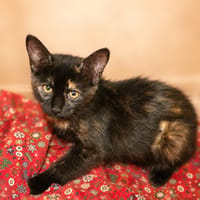 Frida [Chaton], chatte à adopter