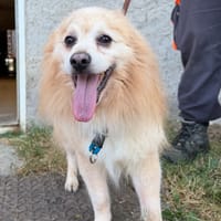 NESQUICK, chien à adopter