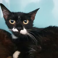 POURPRE CHA, chatte à adopter