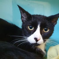 VERT CHA, chat à adopter