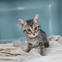 Versace, chat à adopter
