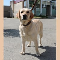 TENESSEE HAA24775, chienne à adopter
