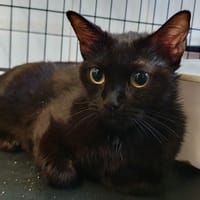 FUSHIA CHA, chatte à adopter