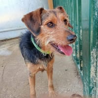 tresor, chien à adopter