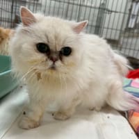 ISIS, chatte à adopter