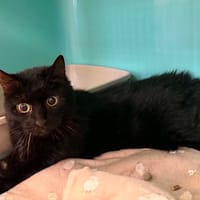 PELUCHE, chat à adopter