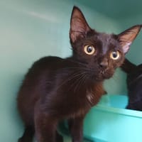 BLEU CHA, chat à adopter