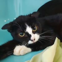 ROSE CHA, chatte à adopter