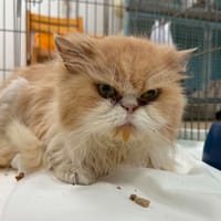 GANESH, chat à adopter