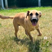 JEÏDA OAA20052, chienne à adopter