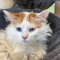 Maponos, chat à adopter