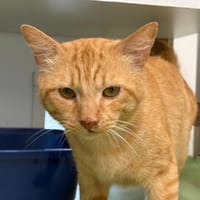 COOCKIE, chat à adopter