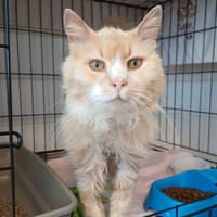 CREME, chat à adopter