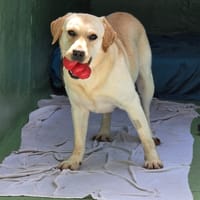 Doug, chien à adopter