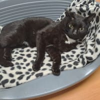 PIANO, chat à adopter