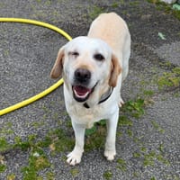 Douguette, chienne à adopter