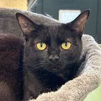 Grannus, chat à adopter