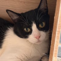 TAMARIS, chatte à adopter