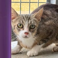 ELLIE, chatte à adopter