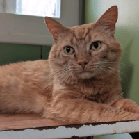 CAPTAIN CROQUETTES A17451, chat à adopter