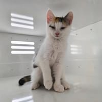 LORIE, chatte à adopter