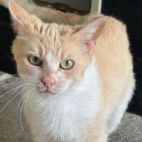 MIEL, chatte à adopter