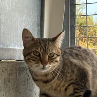 Lola, chatte à adopter