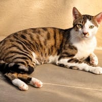 Hawai [FIV+], chat à adopter