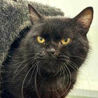 Bourbon, chat à adopter