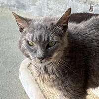 Ziggy, chat à adopter