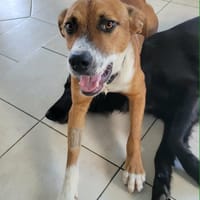 ALOKA un amour de chien des îles, chien à adopter