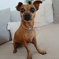 Roxy la coquine, chienne à adopter