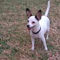 Betsy la douce, chienne à adopter