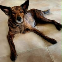 Zelda la câline, chienne à adopter