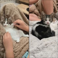 CALINATOR et LIGHT, chat à adopter