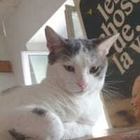 Zéphyr de Paris, chat à adopter