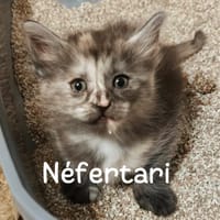 Néfertari, chatte à adopter