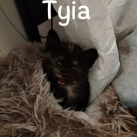 Tyia, chatte à adopter