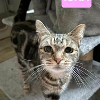 ISKA, chatte à adopter
