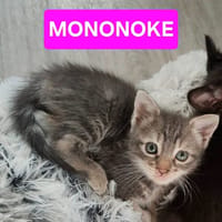 MONONOKE PETITE DE ISKA À ADOPTER EN DUO AVEC CHIHIRO/ARRIETY/KANTO, chatte à adopter