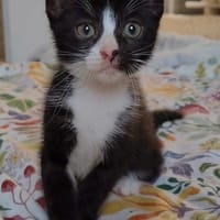 CHIHIRO PETITE DE ISKA À ADOPTER EN DUO AVEC MONONOKE/ARRIETY/KANTO OU SEUL SI DÉJÀ UN CHAT PRÉSENT CHEZ VOUS, chatte à adopter