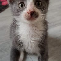 ARRIETY PETITE DE ISKA À ADOPTER EN DUO AVEC MONONOKE/CHIHIRO/KANTO OU SEUL SI DÉJÀ UN CHAT PRÉSENT CHEZ VOUS, chatte à adopter