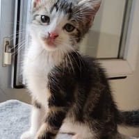 KANTO PETIT DE ISKA À ADOPER EN DUO AVEC SES SŒURS OU SEUL SI DÉJÀ UN CHAT PRÉSENT CHEZ VOUS, chat à adopter