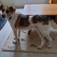 Nooky, chien à adopter