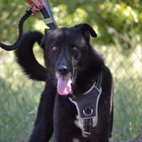 TEKEN, chien à adopter