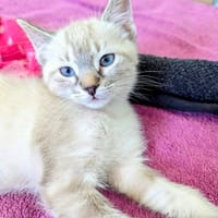 MOLLY**, chatte à adopter