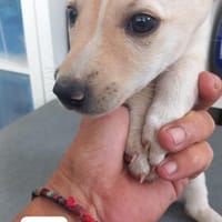 Ana (Los Reyes), chienne à adopter
